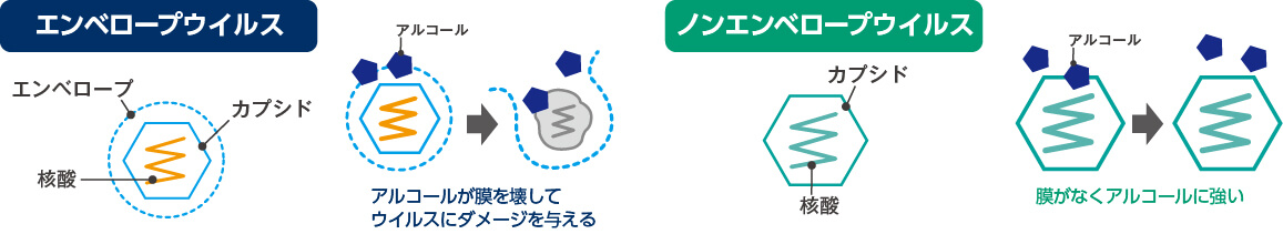 エンベロープウイルスとノンエンベロープウイルスの違い
